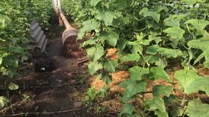 Огурцы в теплице ОБЗОР . Выращивание  огурцов . Огурец Амур  F 1