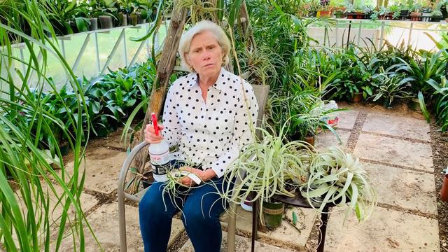 How To Care For Your Air Plants (Tillandsias)