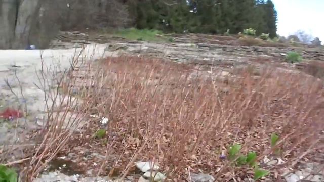 Первоцветы 21.04.2015. 1 смотреть онлайн