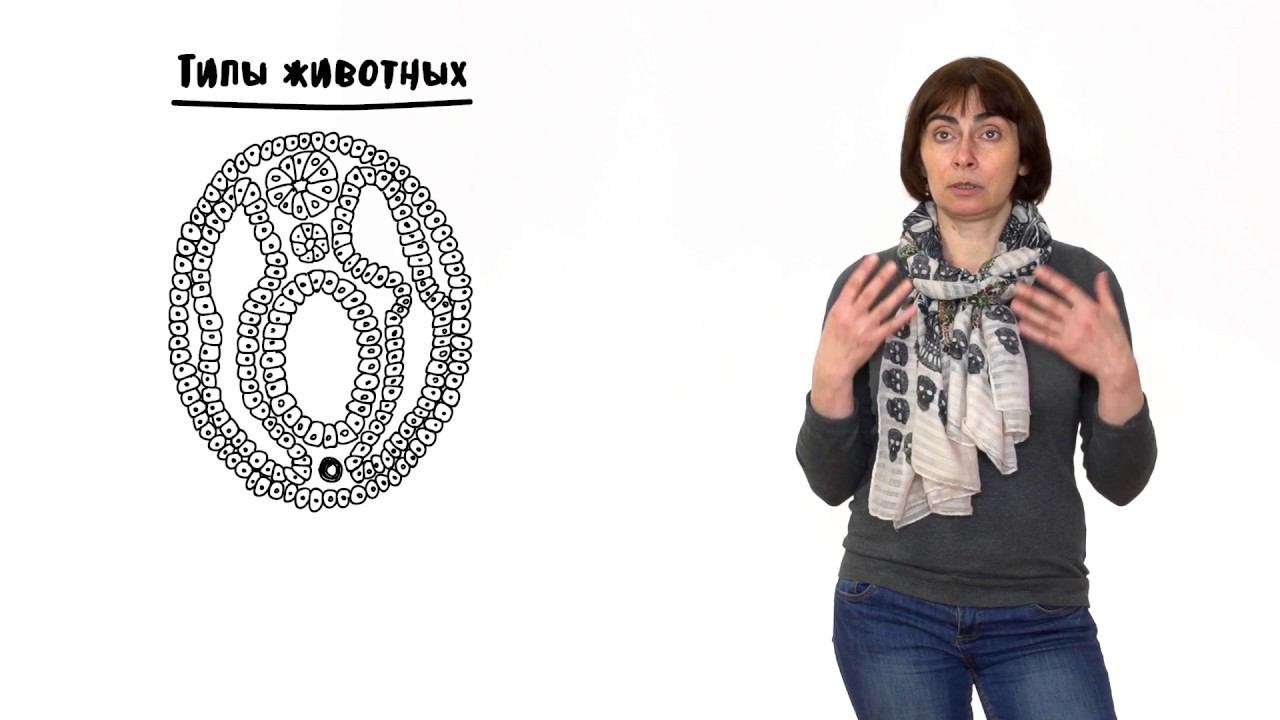 Эволюция - 5. Макроэволюция, часть 1. 10 - 11 класс смотреть онлайн