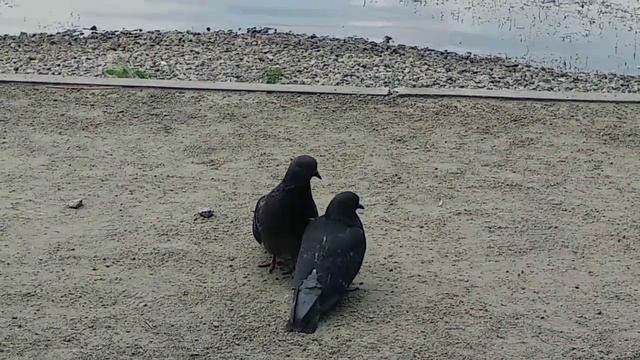 Жизнь на пляжу/// ЛЮБОВЬ///Голуби целуются!!! смотреть онлайн