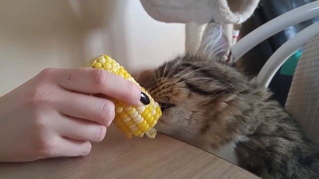 Кот-гурман) Любитель кукурузы и хурмы))) смотреть онлайн