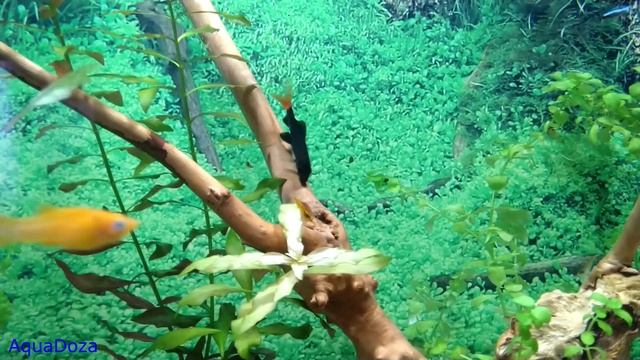 Как и сколько кормить аквариумных рыбок? Чем кормить? смотреть онлайн