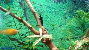 Как и сколько кормить аквариумных рыбок? Чем кормить?