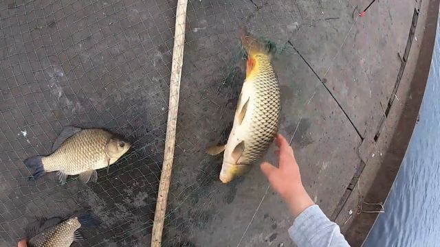 ЭТО РЫБАЛКА БЫЛА ПОЛНА ПРИКЛЮЧЕНИЙ!!! ОТ ТАКИХ ПОДЪЁМОВ ЛОПНУЛ ШЕСТ! ДАВНО Я НЕ ЛОВИЛ ТАКИХ САЗАНОВ смотреть онлайн