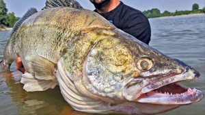 Рекордный судак 22 килограмма. ТОП 5 самых больших судаков пойманных на спининг.