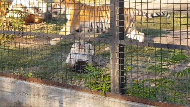 Тигр. Одеса. Одесский зоопарк. Амурский тигр играет смотреть онлайн