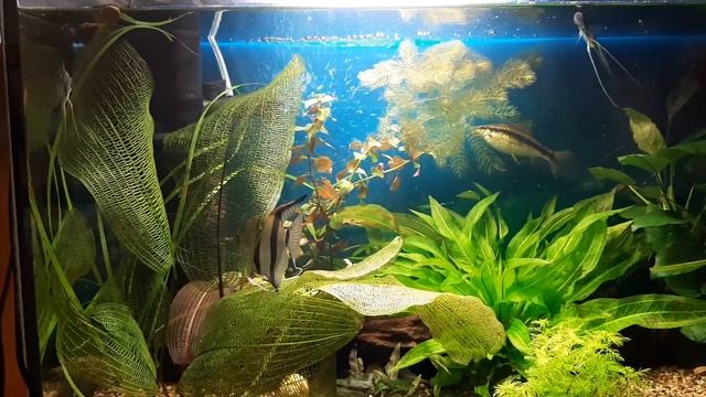 ДЕНЬ ИЛИ НОЧЬ? #Будни аквариума смотреть онлайн