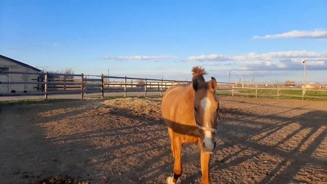 Донской жеребец невиданной красы смотреть онлайн