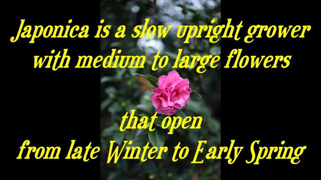 Winter Specials 2022 Camellia Japonica vs Camellia Sasangua How to grow camellias Gardeners' World смотреть онлайн