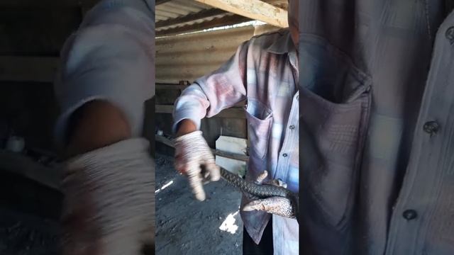 Уж с огромной лягушкой в животе. смотреть онлайн