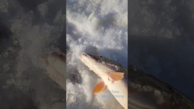 Открытие сезона ловли на спиннинг 2023 #shorts #fishing #kazan #fish #2023 смотреть онлайн