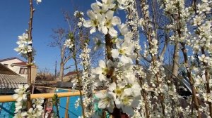 Слива колоновидная. Колоновидная слива уход. Цветение колоновидной сливы. Как цветет слива.