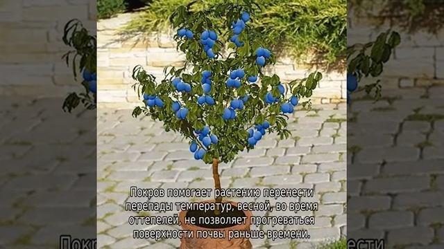 Влаголюбивые плодовые деревья и кустарники для дачи