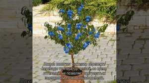 Влаголюбивые плодовые деревья и кустарники для дачи