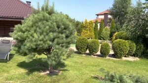 Как сформировать штамбовую сосну . Сосна на даче. Любимый сад летом.