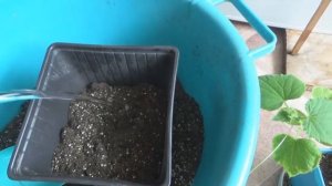 Рассада огурца Домашнее чудо