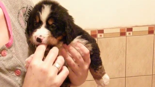 Щенки Бернского Зенненхунда - мальчик 4