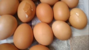 Звук цыплят Очень красивые маленькие цыплята в домашних условиях Порода кур орпингтон  Цыплята виде