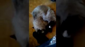 бешенство кошки