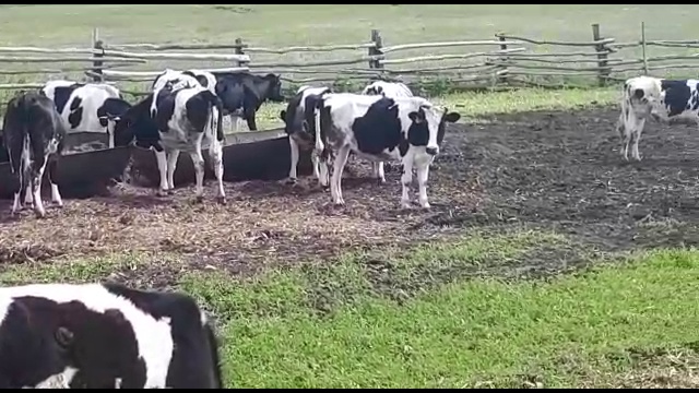 Оптовая продажа племенного КРС смотреть онлайн