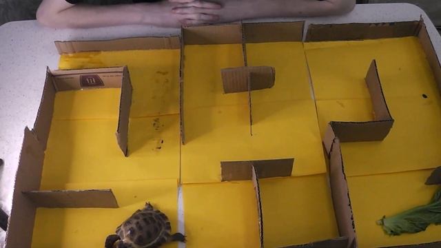 Сможет ли Черепаха Пройти Лабиринт? смотреть онлайн