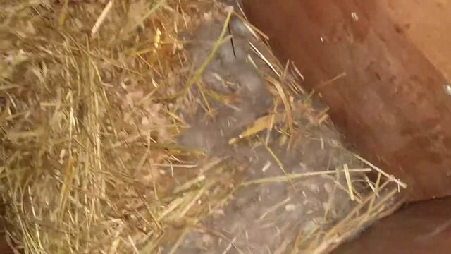 Проверка гнезд на 11 день после окрола. смотреть онлайн