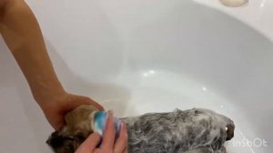 Йоркширский терьер. Купание Йорка