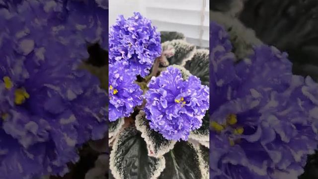 Фиалка ВаТ-Ливень смотреть онлайн