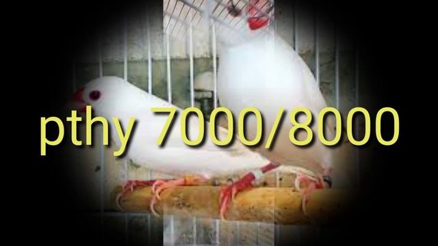 Java sparrow price In Pakistan 2023 | Fawan java finch price update 2023 |Java Finch price update| смотреть онлайн