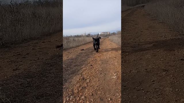 Кане Корсо 13 месяцев смотреть онлайн