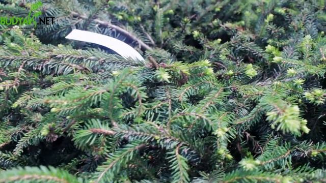 Випуск 73. Ялина звичайна Nidiformis смотреть онлайн