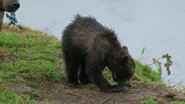 Дикие животные. Животный мир. Часть 14 смотреть онлайн