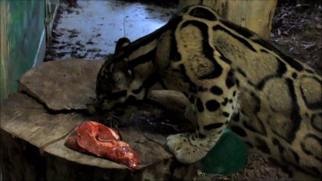 Дымчатые леопарды Шан и Яви ужинают. 22.01.20 г. смотреть онлайн