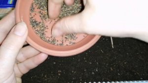 #Сею #салат Итальянский вкус и #базилик Рубин Каира и Ереванский