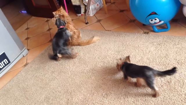 Йорки против кота