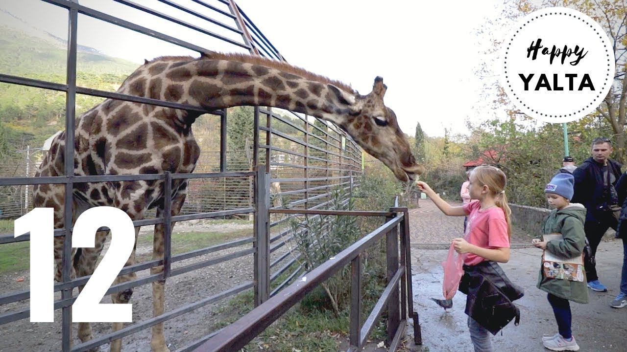 VLOG 12: Ксюша кормит жирафа с рук. Тигры, львы и верблюды в Ялтинском зоопарке смотреть онлайн
