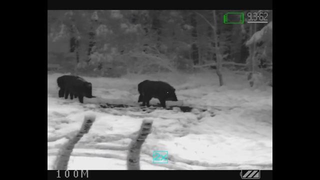 ARCHER кабаны на кормушке смотреть онлайн