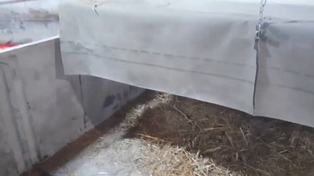 //Поросята-супер вес в 60 дней,Глаша остаётся на пмж,Николаевский на Черкасы,Йоркшир+Гепшир+Альба// смотреть онлайн