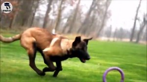 ✔ Бельгийская овчарка. Интересное о породе