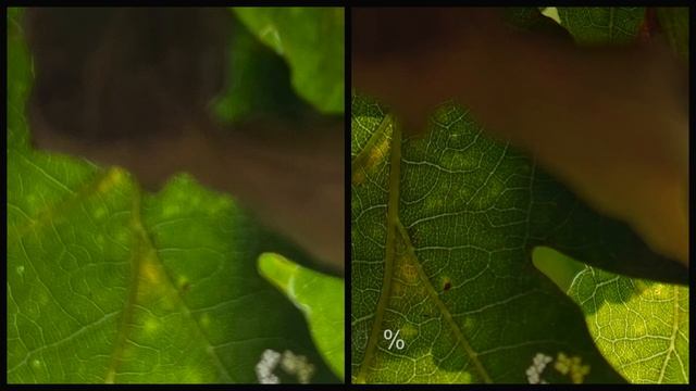 IPhone 14 & 15 Pro Vs Sony A7RIII Pro Camera - Camera Quality Test Landscape & Astro - Pixel Peepin