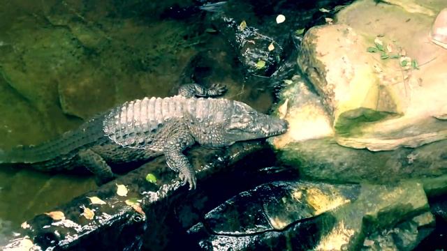 Зоопарк г.Копенгаген Дания;)@) смотреть онлайн