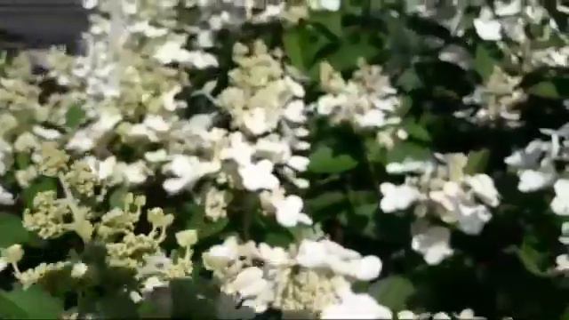 ГОРТЕНЗИИ! смотреть онлайн