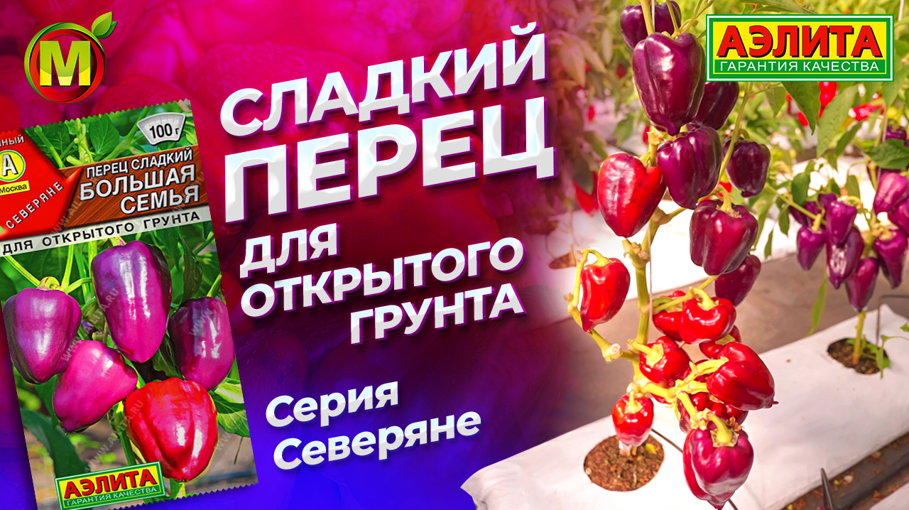 Перец сладкий для ОТКРЫТОГО ГРУНТА. Сорт БОЛЬШАЯ СЕМЬЯ смотреть онлайн