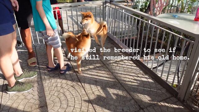 Shiba Inu from birth to 1 year | monthly development смотреть онлайн