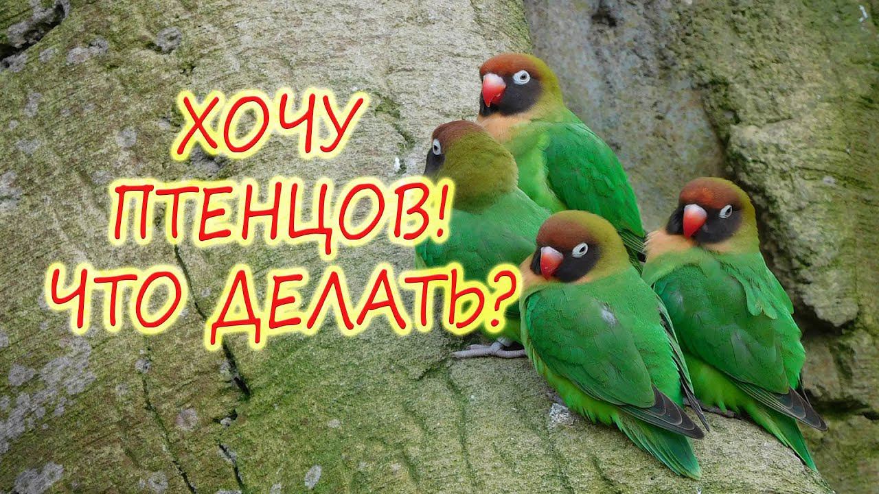 Что делать чтобы у НЕРАЗЛУЧНИКОВ ПОЯВИЛИСЬ ПТЕНЦЫ! смотреть онлайн