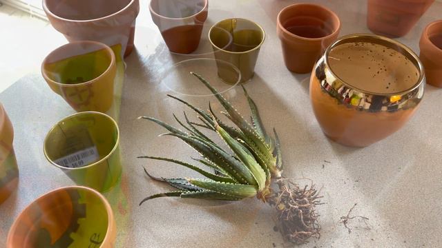 Propagating and repotting Coral Fire Aloe смотреть онлайн