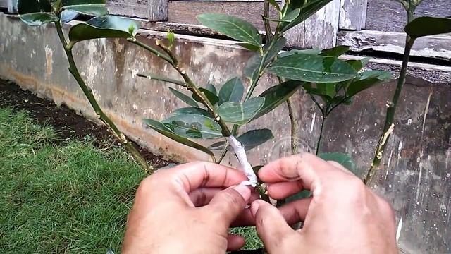 Easy Grafting Citrus Tree For Beginner 100% Work смотреть онлайн