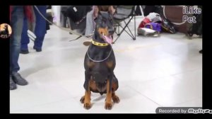 особенности жизни с доберманом ???, уход и содержание породы за  почти 3 минуты