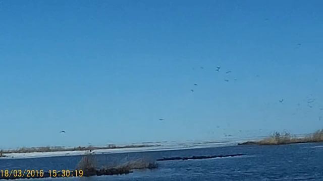 Аэролодка. Охота на уток. Весенняя охота. смотреть онлайн